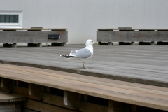 DSC0034_2